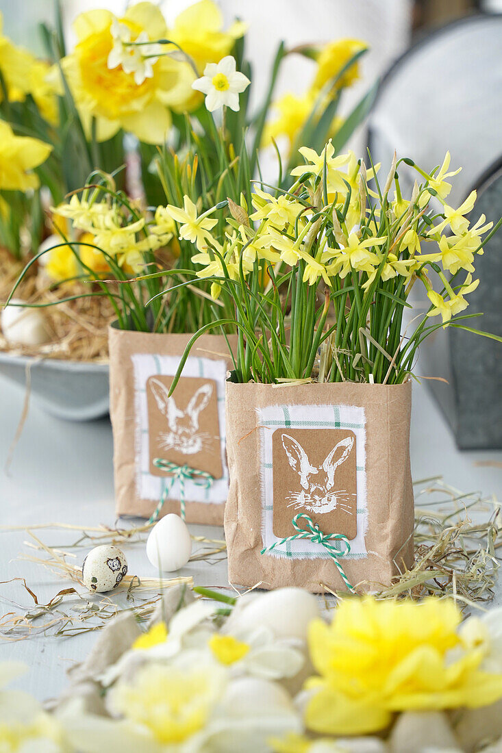 Daffodils (Narcissus) in paper bags with an Easter motif, surrounded by straw