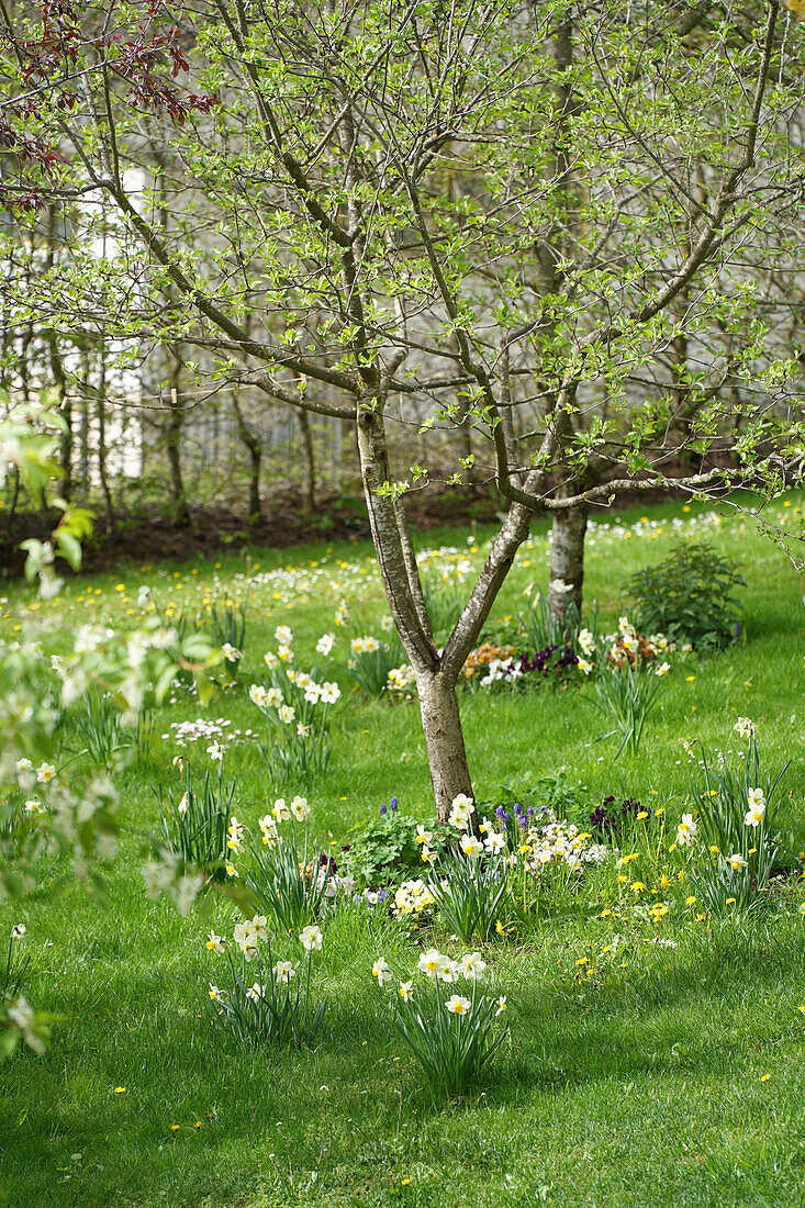 Daffodils (Narcissus) in spring garden under flowering tree