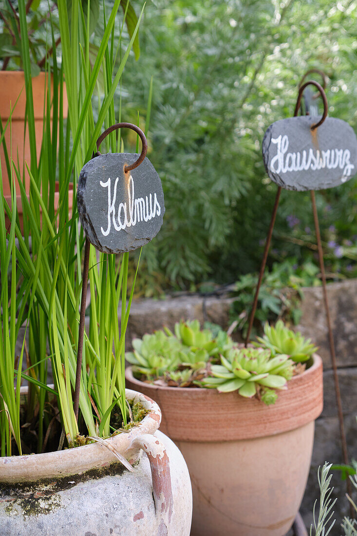 Terracotta pots with Acorus calamus and houseleek (Sempervivum) in the garden