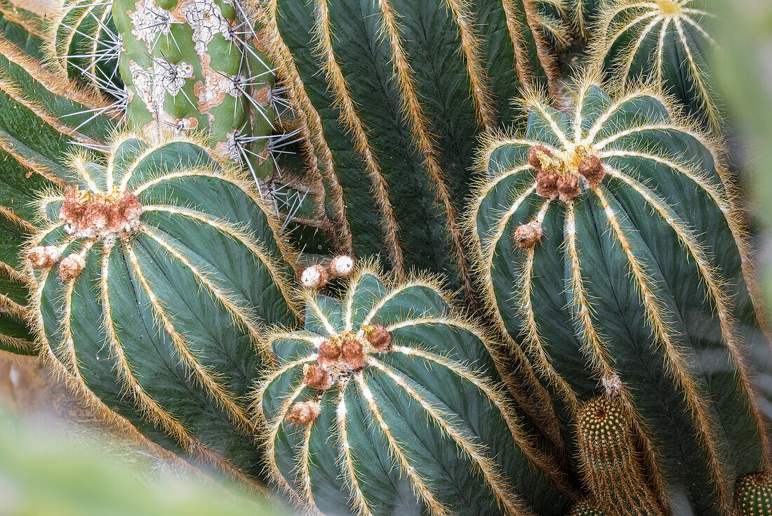 Parodia cacti (Parodia sp.), portrait