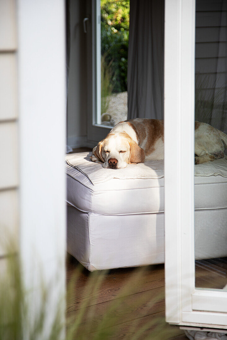 Blick von der Terrasse auf Sofa mit schlafendem Hund
