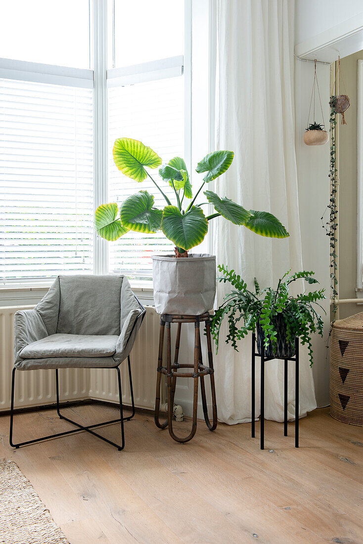 Bright living room with plants and grey upholstered chair