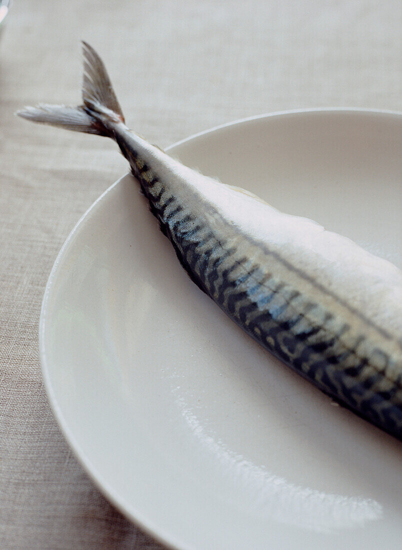 Ganzer Makrelenfisch auf weißem Teller
