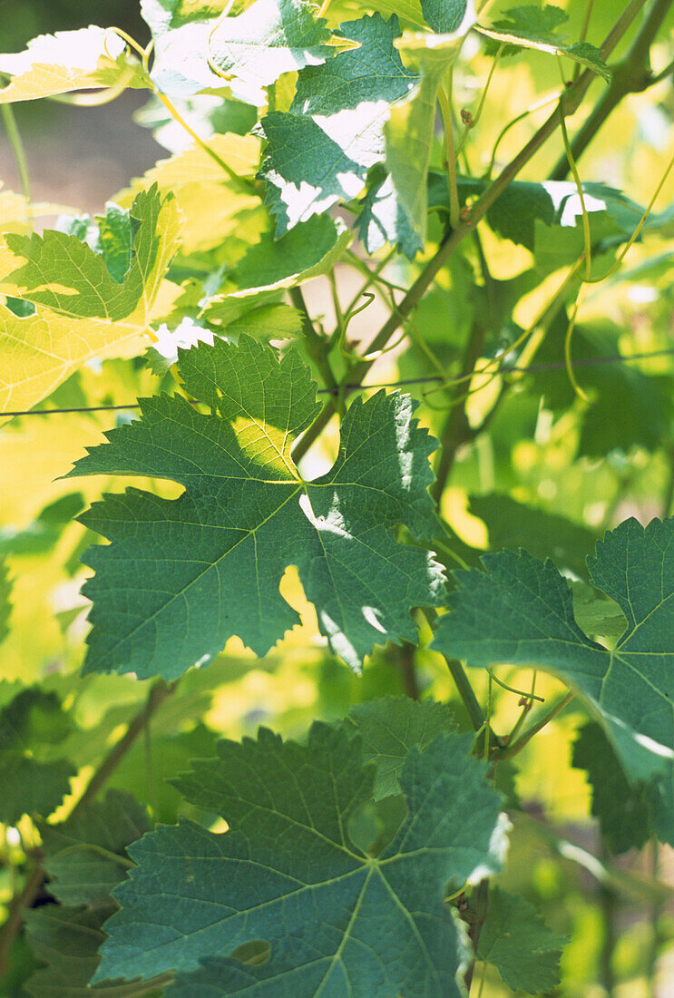 Close up of grape vines in a vineyard