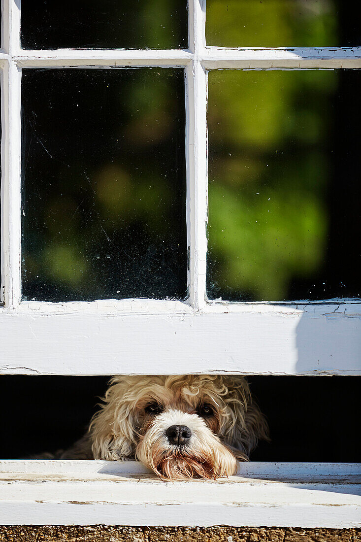 Trauriger Hund im Fenster eines britischen Landhauses