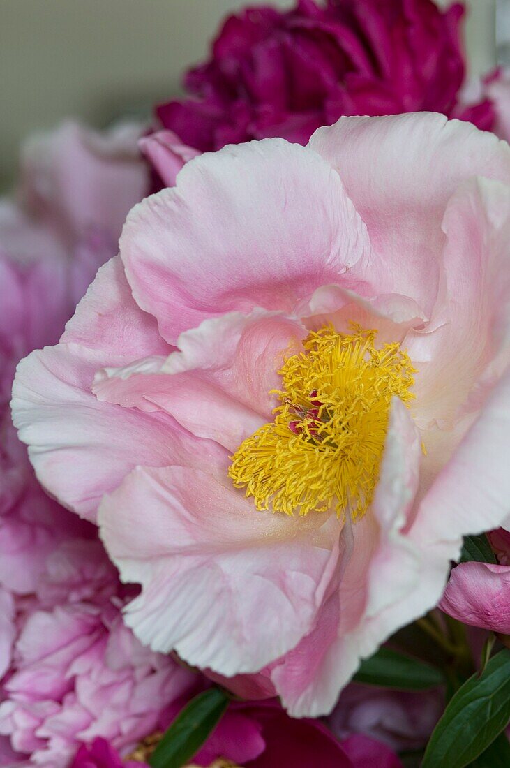 Nahaufnahme einer rosa Wildrose