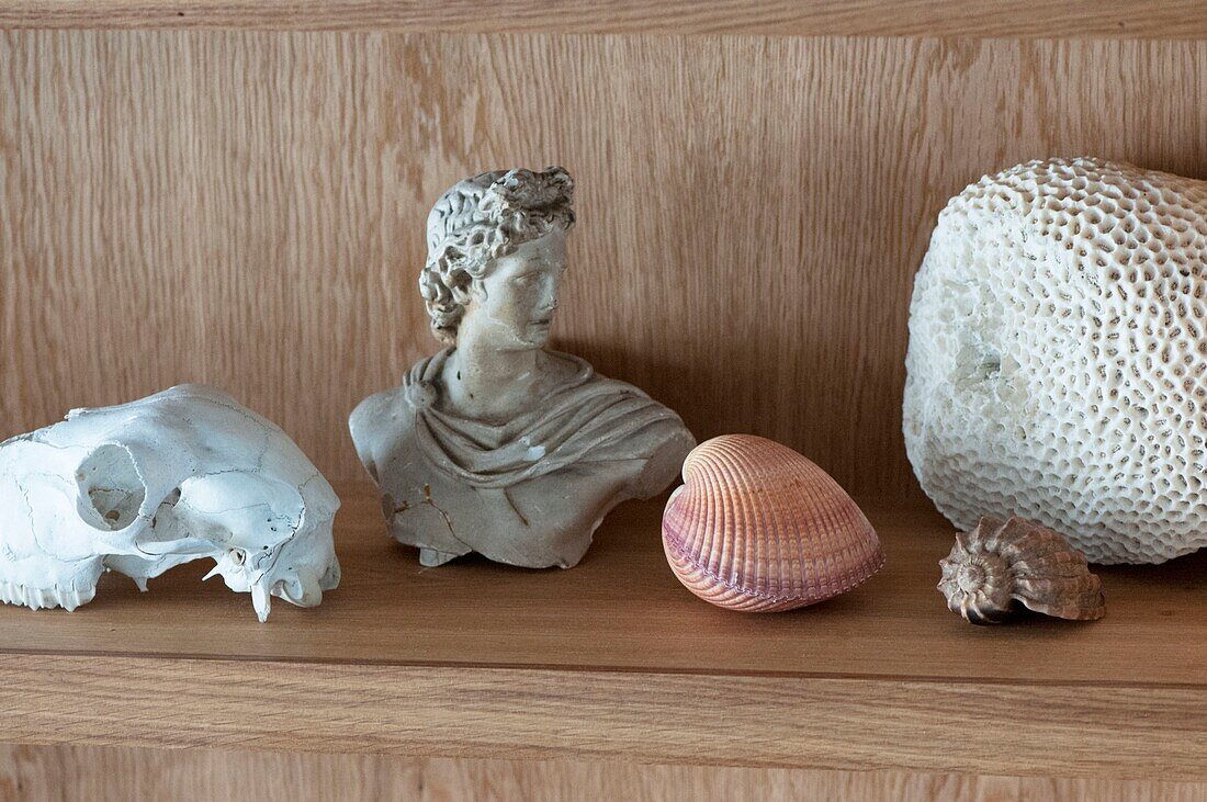 Shelf detail with skull shells and figurine in St Leonards on Sea apapartment, East Sussex, UK