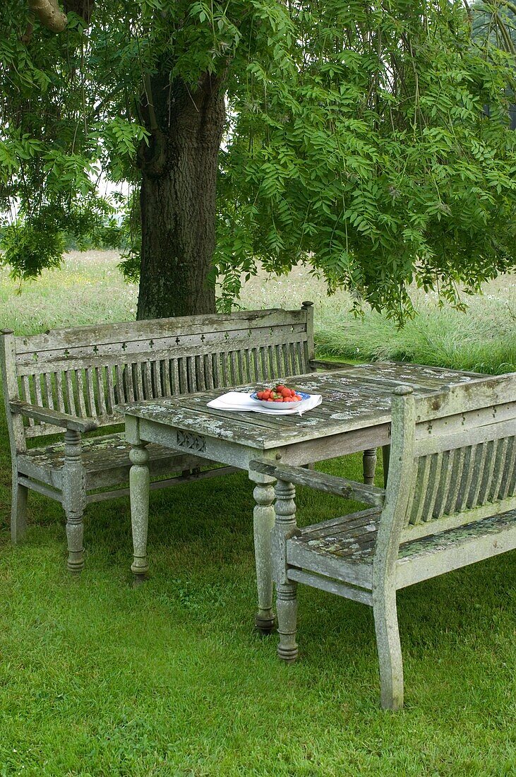 Benches and table under the tree in the garden