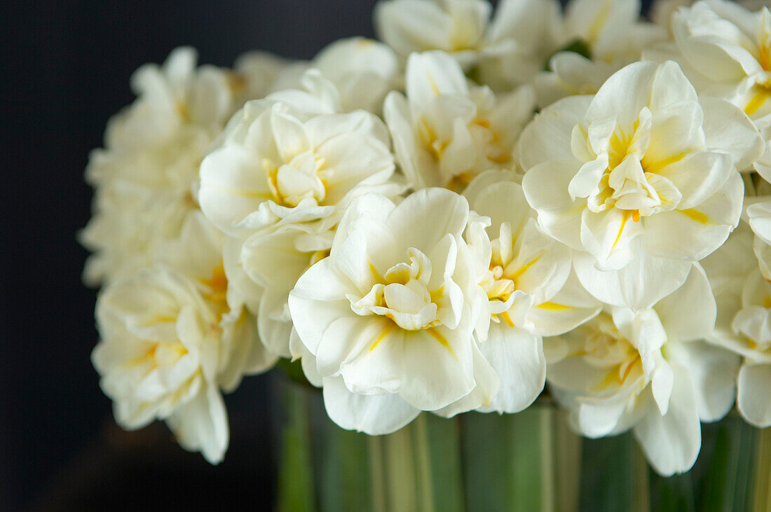 Detail einer weißen und gelben Blume