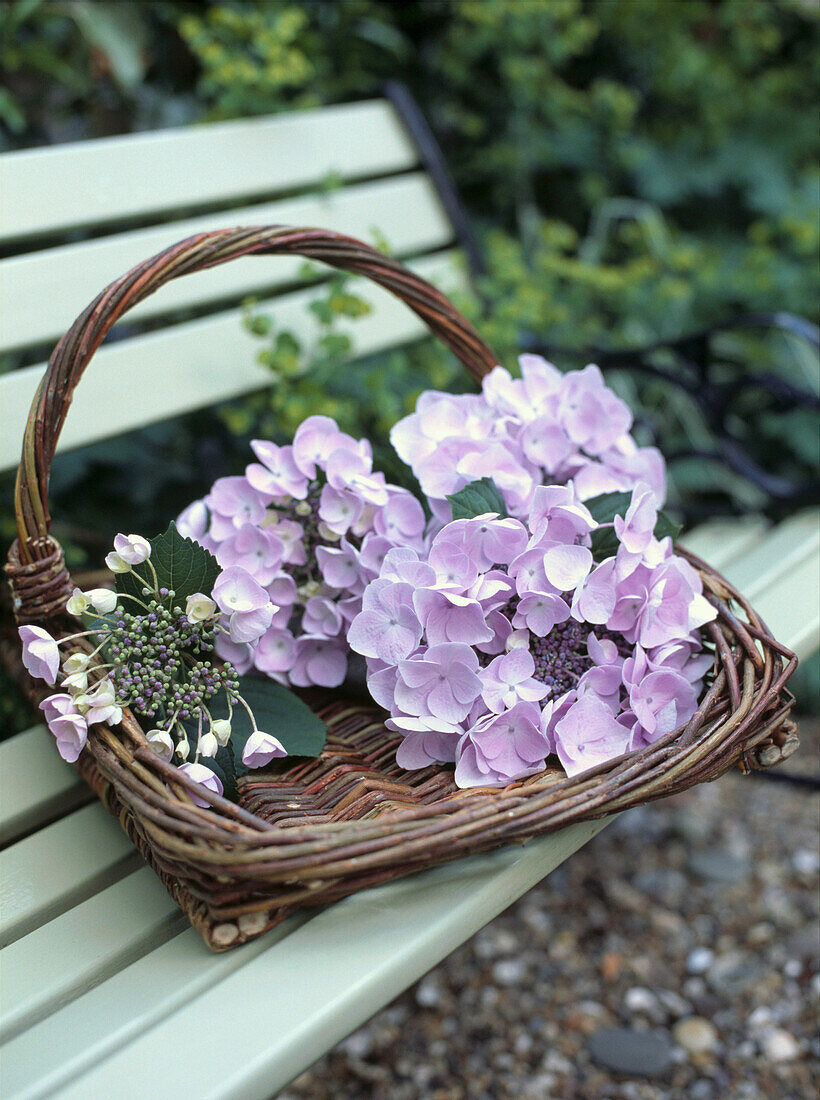 Strauß blasslila Hortensien in einem Weidenkorb auf einer Gartenbank