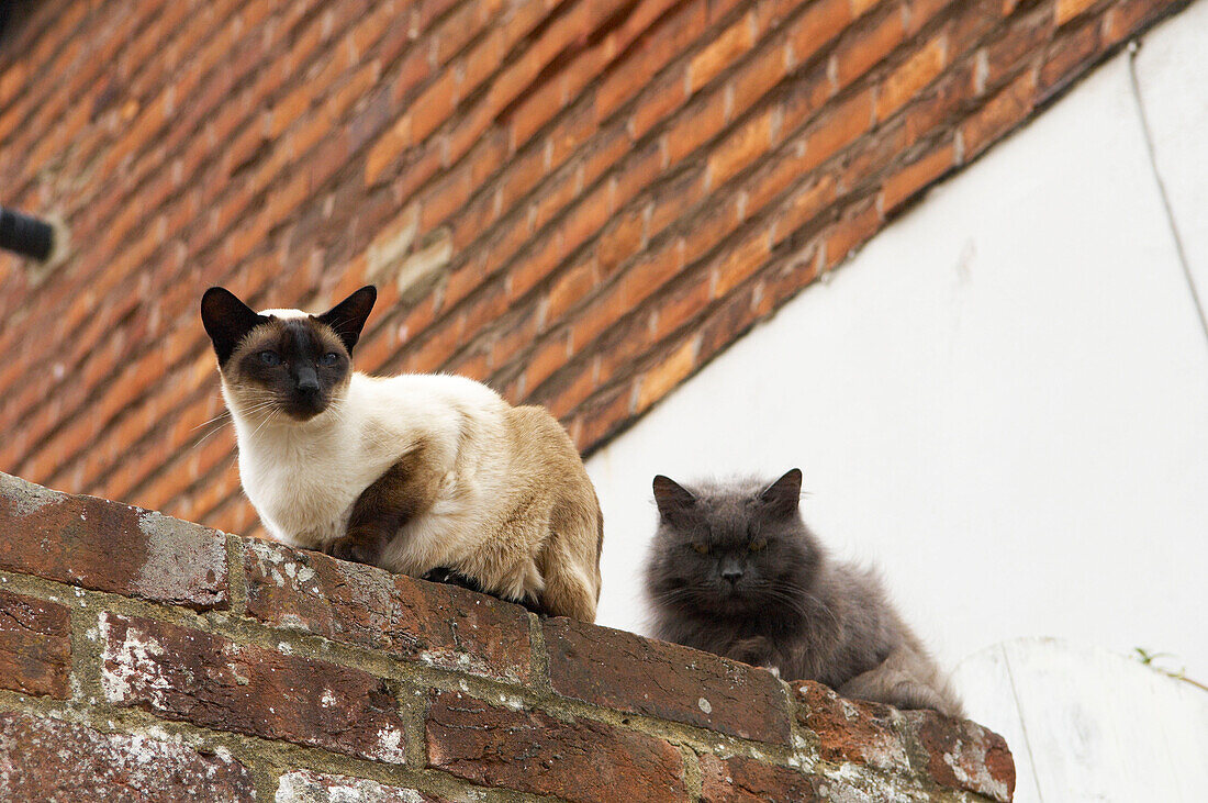 Zwei Katzen sitzen auf einer Backsteinmauer