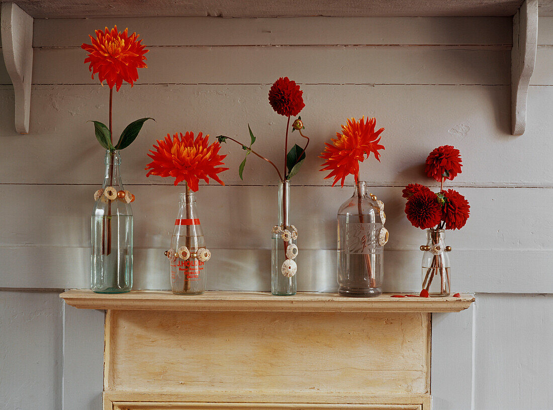 Row of red and orange single stem dahlias in bottle vases on a mantelpiece