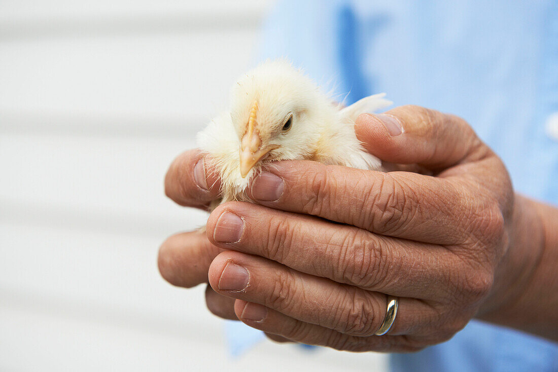 Man holds baby chick in his hands, Austerlitz, Columbia County, New York, United States