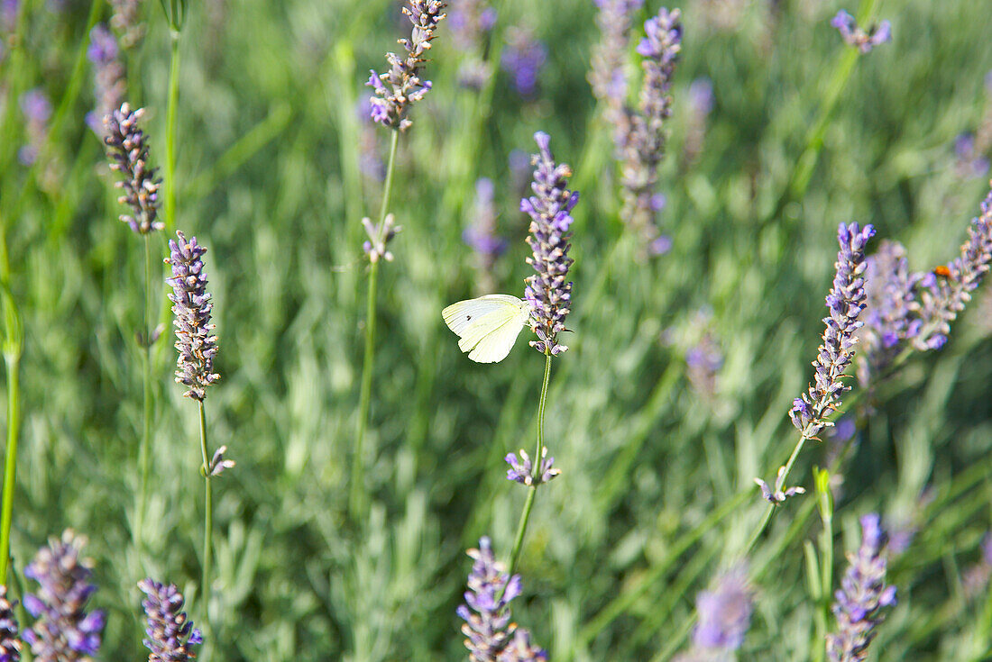 Schmetterling auf Lavendel in Lincolnshire, England, UK