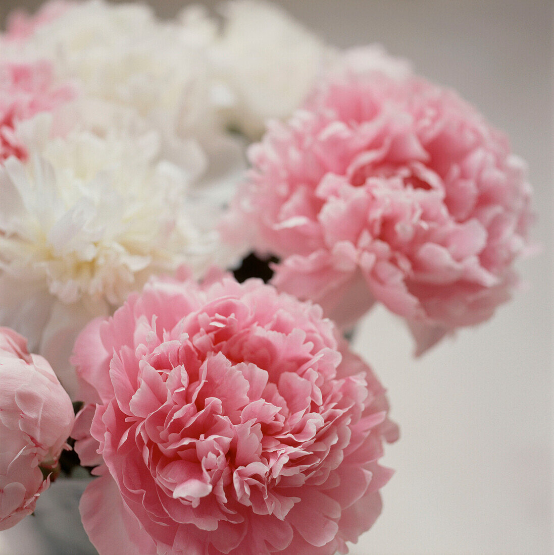 Detail of freshly cut pink and white peonies
