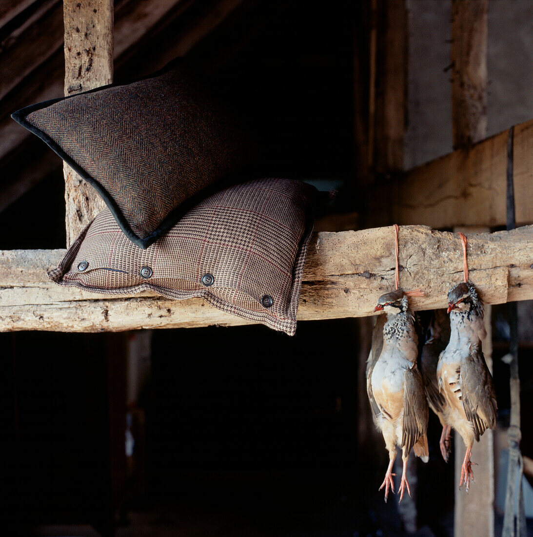 Two dead partridges hanging in an old wooden barn