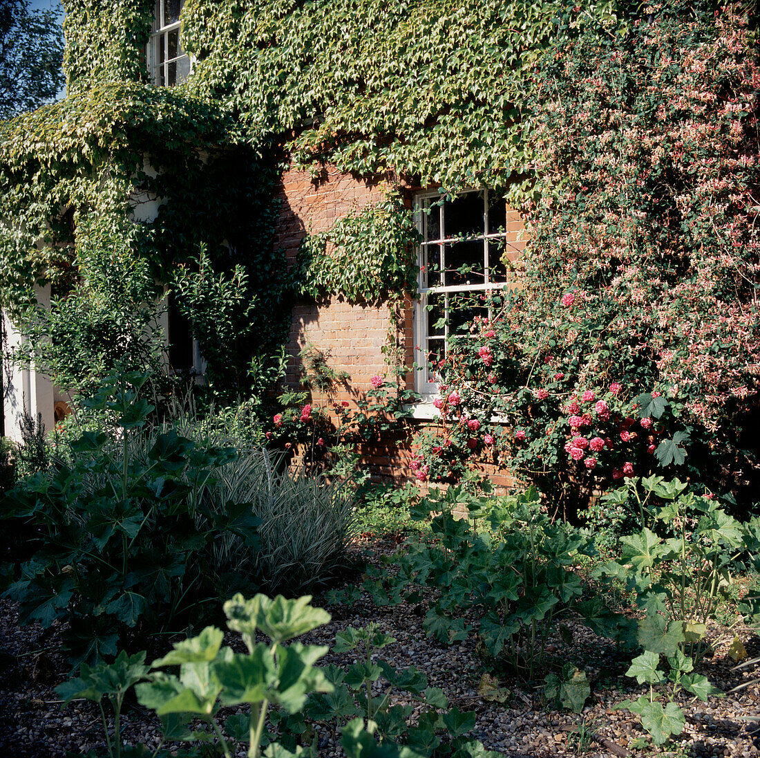 Exterior of a period English house covered with ivy and Virginia creeper
