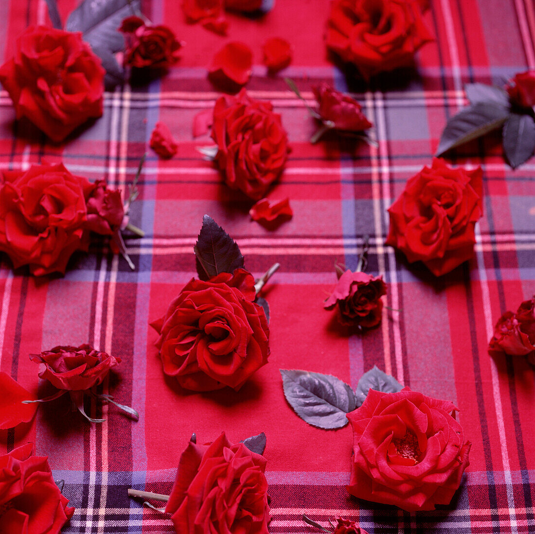 Präsentation von roten Rosen auf einem Tartanstoff