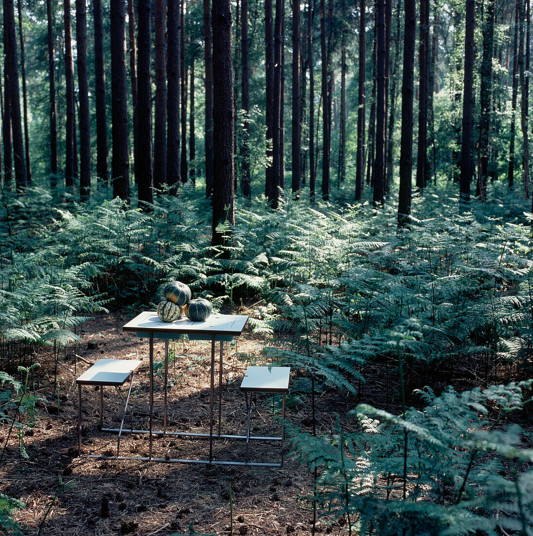 Klappbarer Picknicktisch in einem tiefen Wald