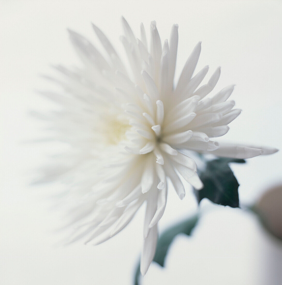 Abstract white spiky flower