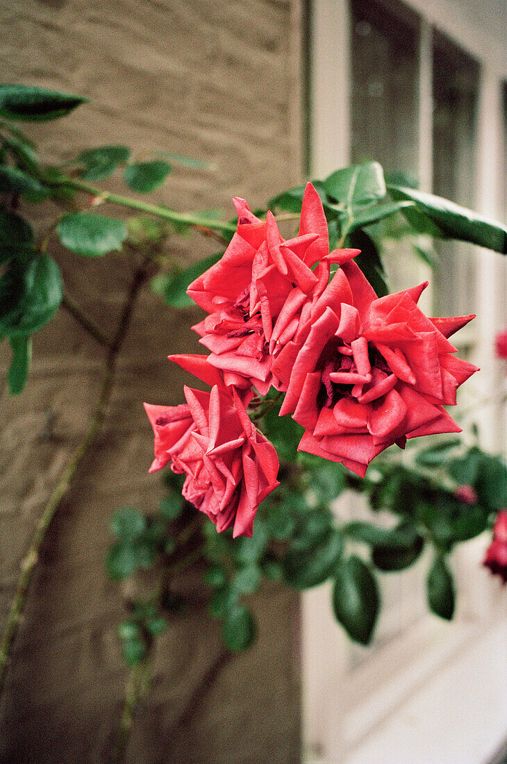 Blühende rote Kletterrose an der Außenseite eines Hauses