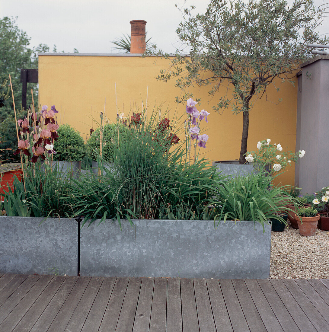 Modern decked patio rooftop garden with painted walls and potted plants