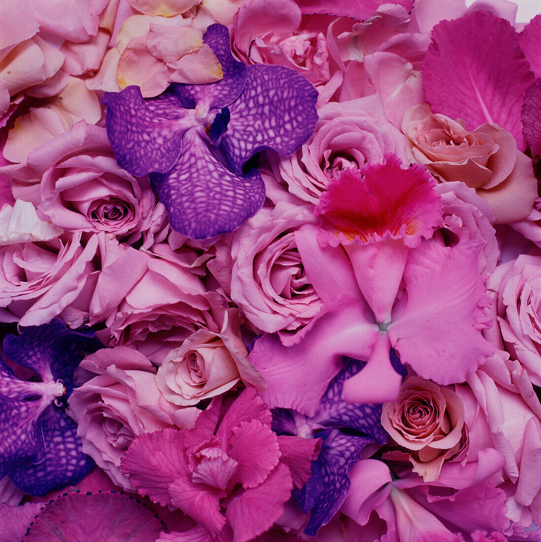 Auslage mit rosa, lila und fliederfarbenen Blumenblättern