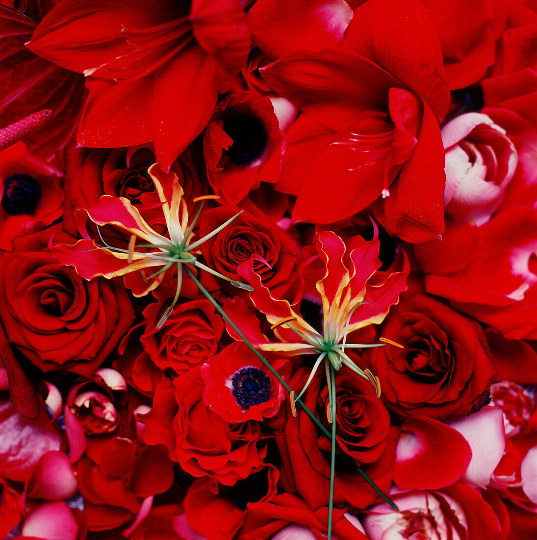 Detail von roten Blumen und Blütenblättern