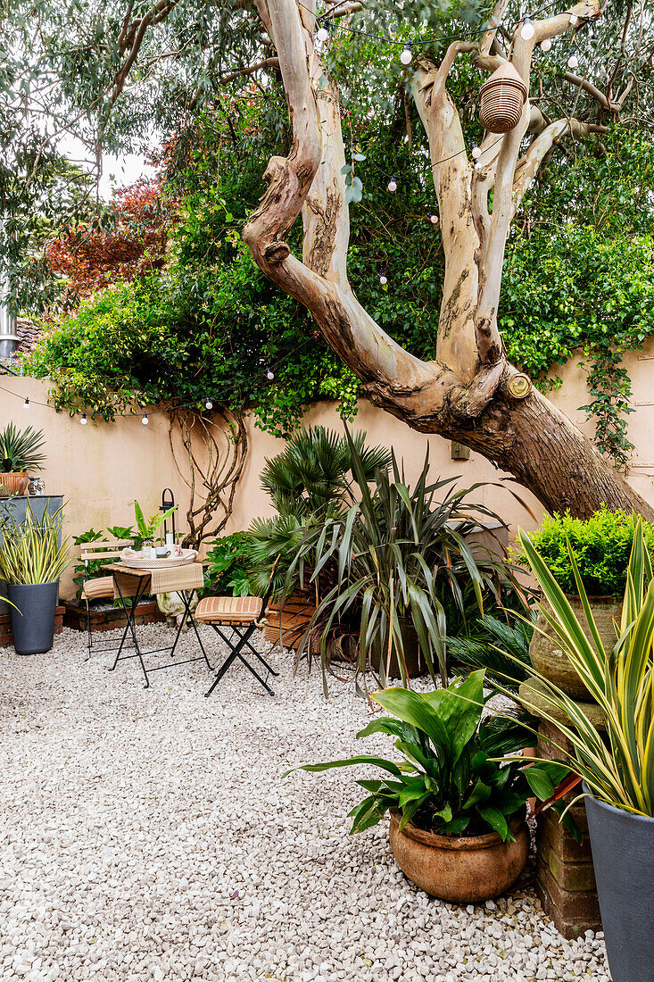 Subtropical plants with table and chairs in walled Devon courtyard