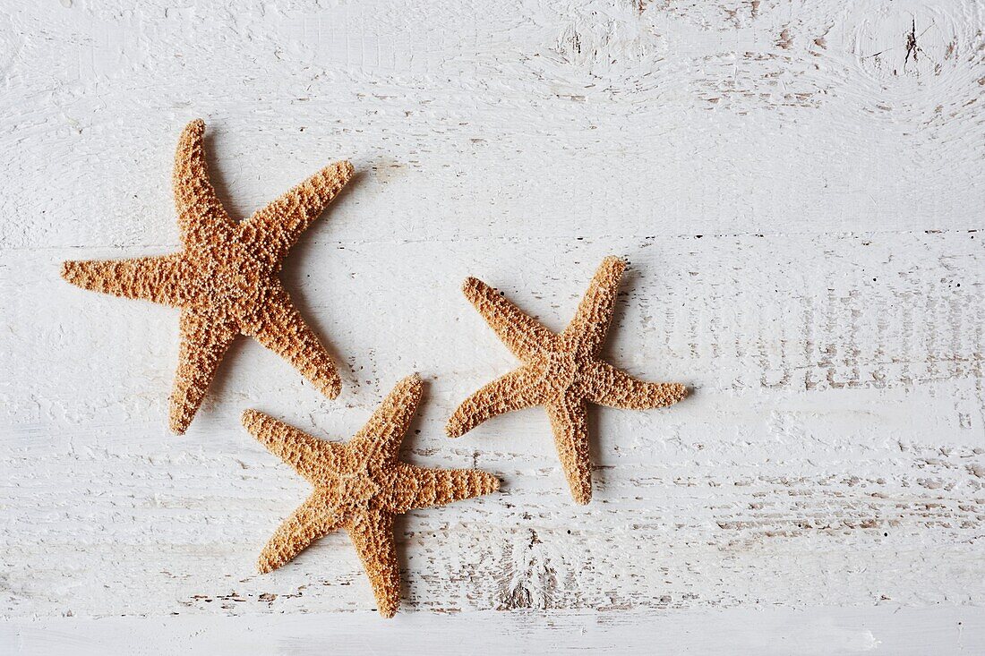 Three starfish on white background, UK