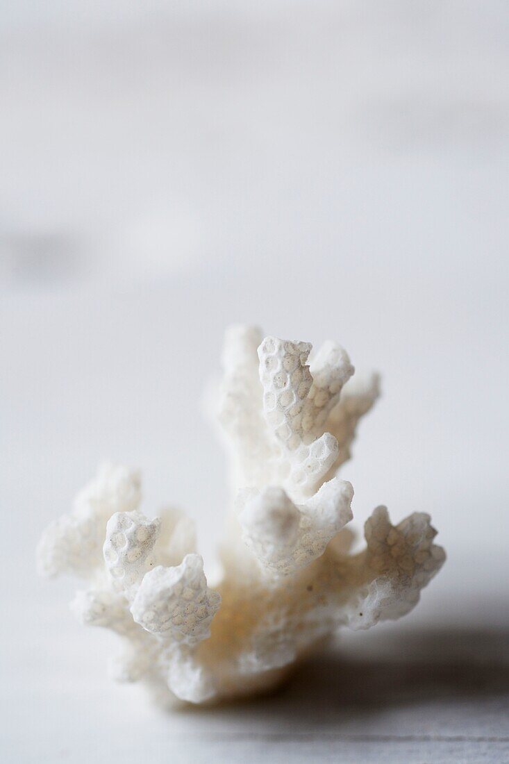 Strukturiertes Stück Meereskoralle, UK