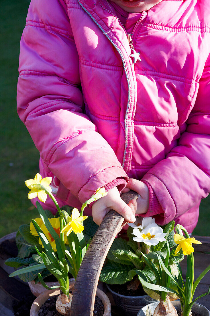 Junges Mädchen hält Kübel mit Primeln und Narzissen im Frühlingssonnenlicht, UK