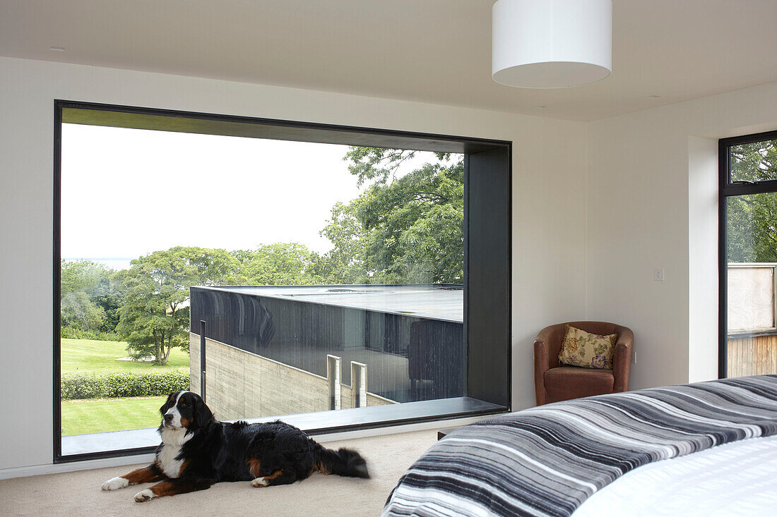 Large dog at picture window in modern double bed room Isle of Wight, UK