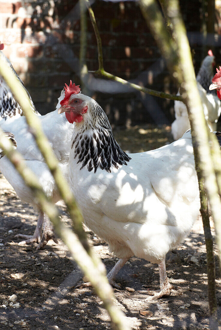Freilaufende Hühner im schattigen Außenbereich in Wiltshire, England, Vereinigtes Königreich