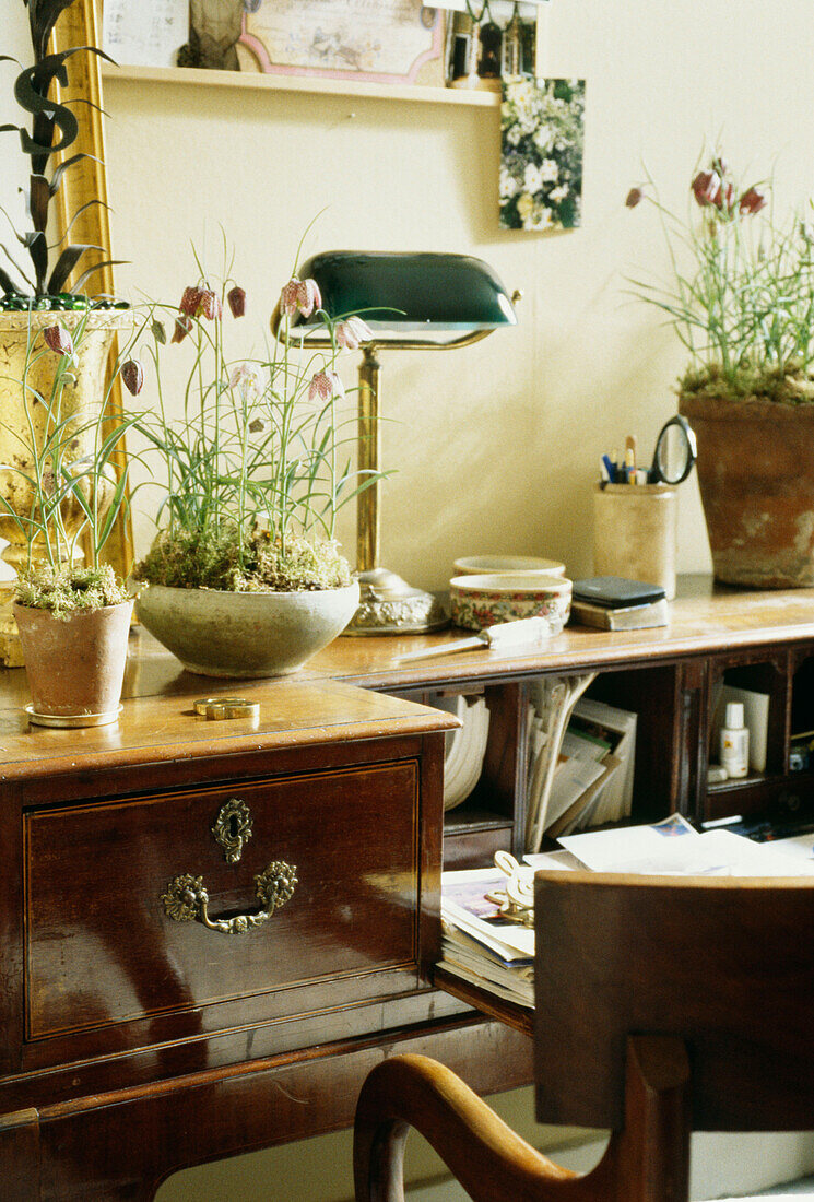 Desk detail with potted snakehead fritallaria flowers