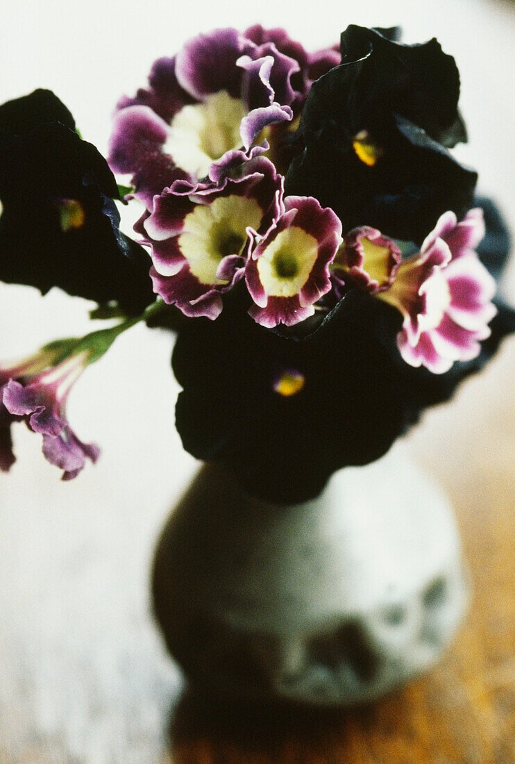 Flower bouquet of auriculars and black pansies in vase