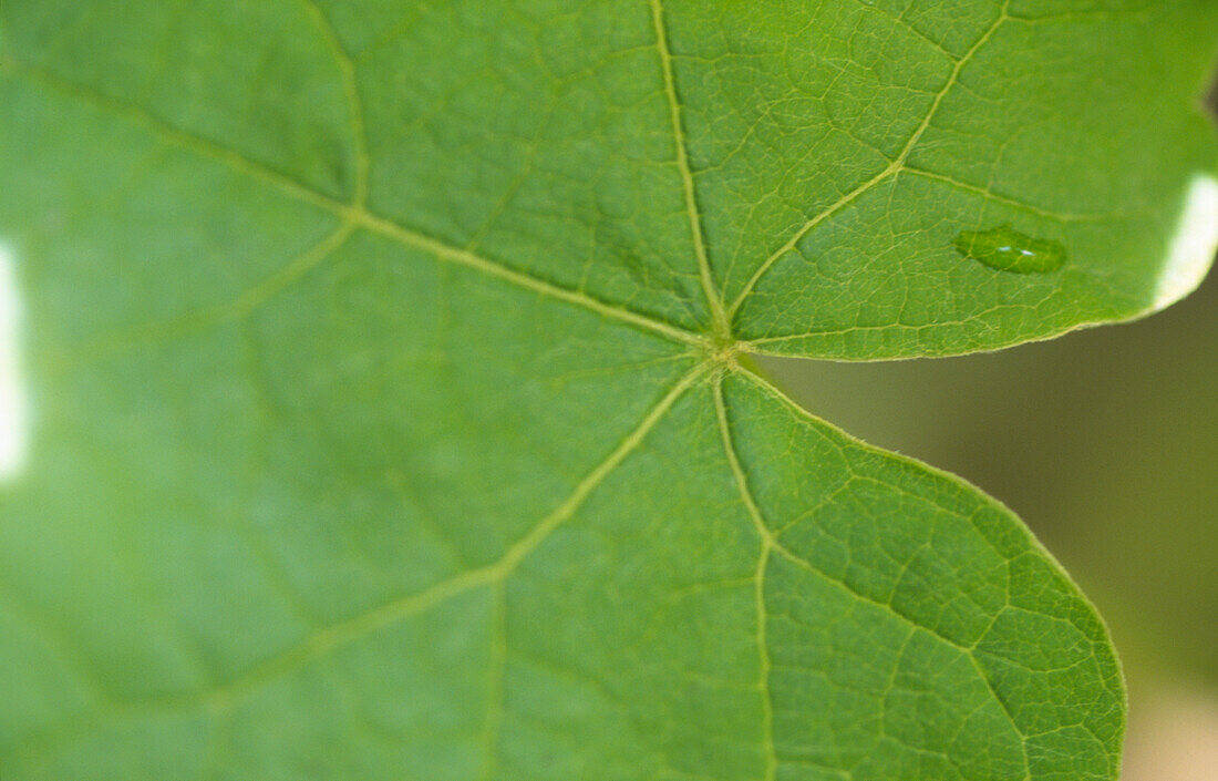 Ein hellgrünes Blatt (Nahaufnahme)