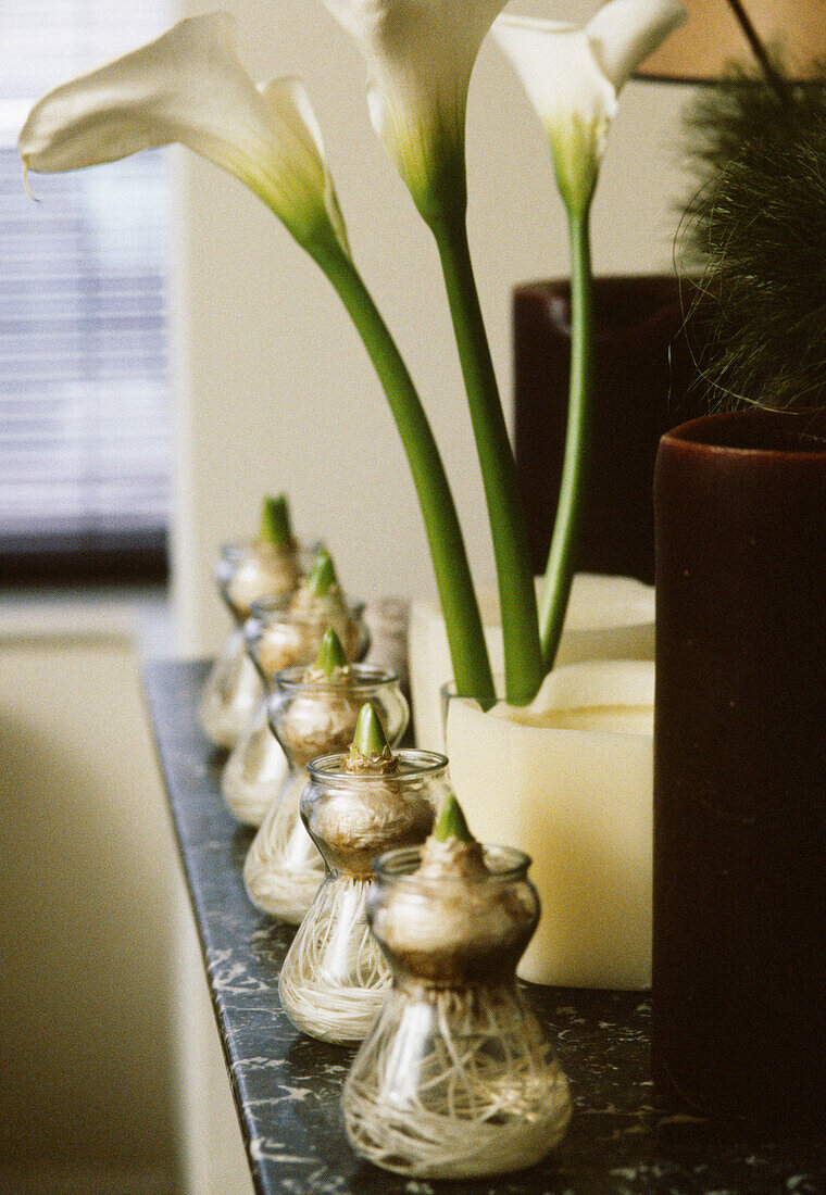 Antiker Marmorschrank mit verzierten Tischlampen und Reihen von Hyazinthenzwiebeln und Arum-Lilien