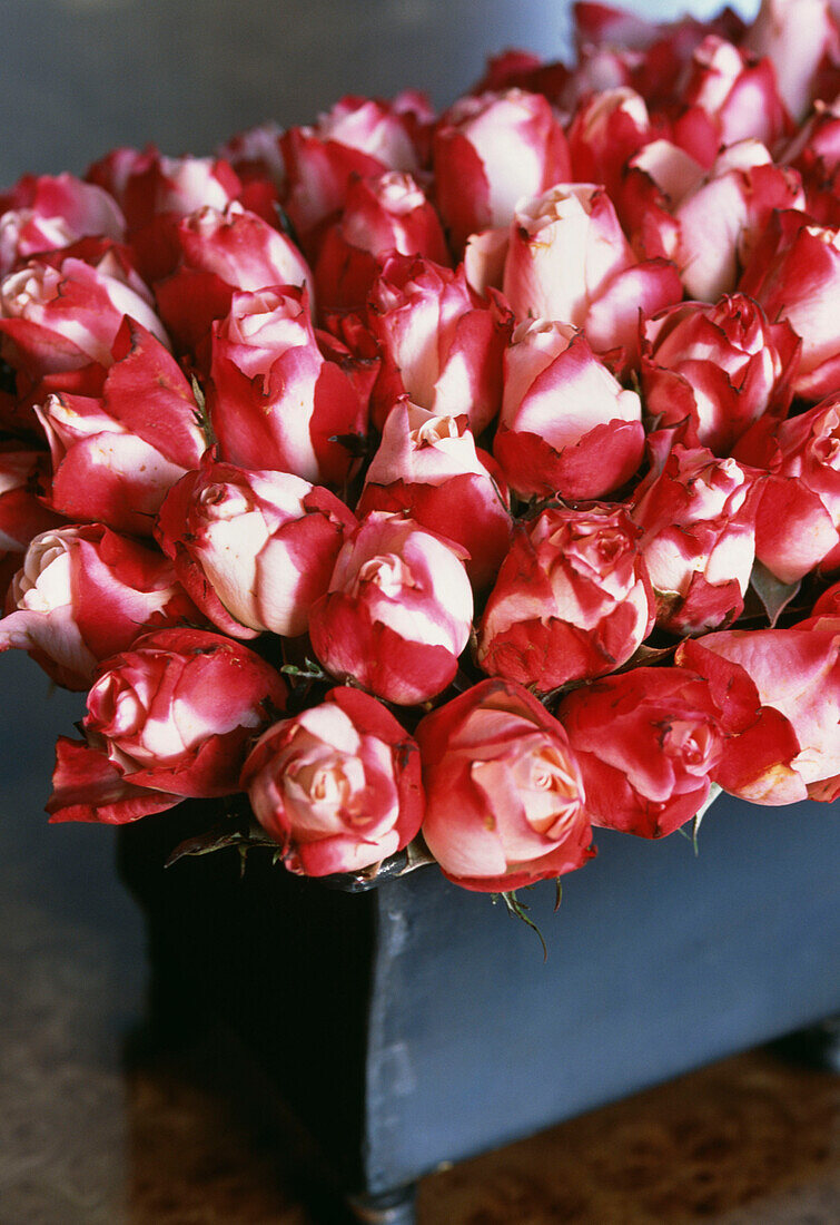 Rote und weiße Rosenknospen ordentlich in einer Vase gebündelt