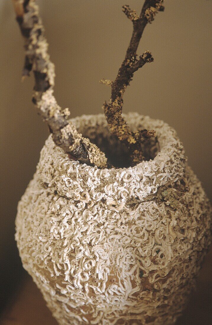 Lichen branches in vase
