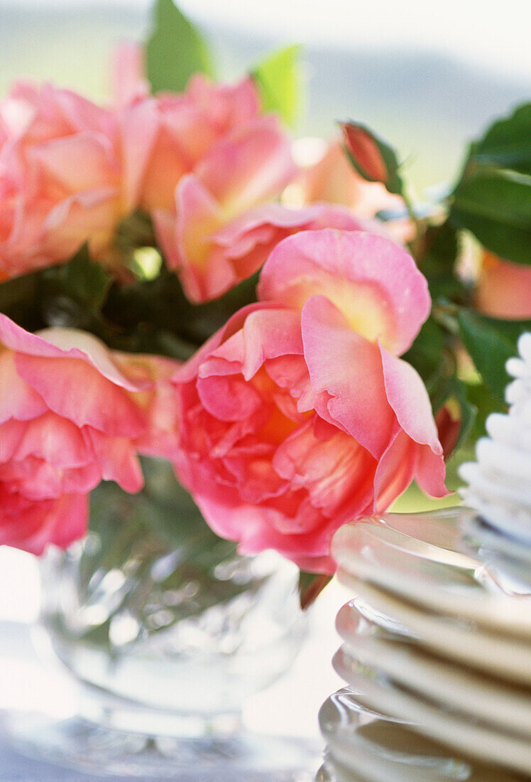 Pink roses on garden table with stack of plates