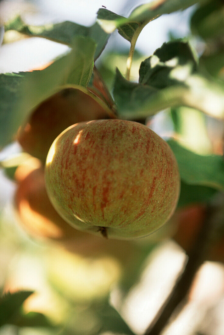 Apples growing on fruit trees in an orchard that are ripe for picking