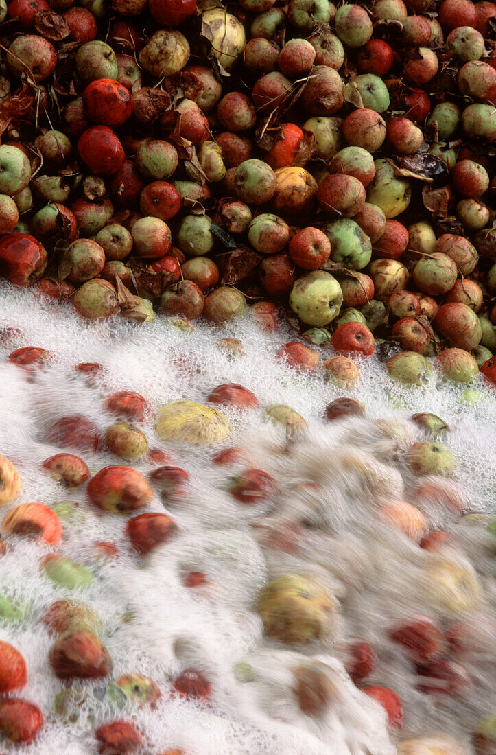 Apples being washed in water in a factory
