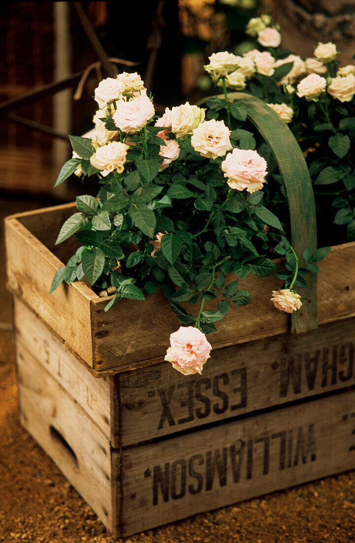 Kleine rosa Rosenpflanzen in einer recycelten Holzkiste