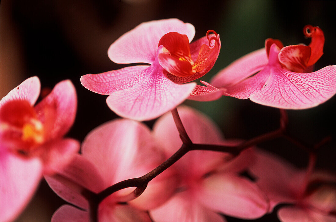 Detail einer rosa Orchideenblüte