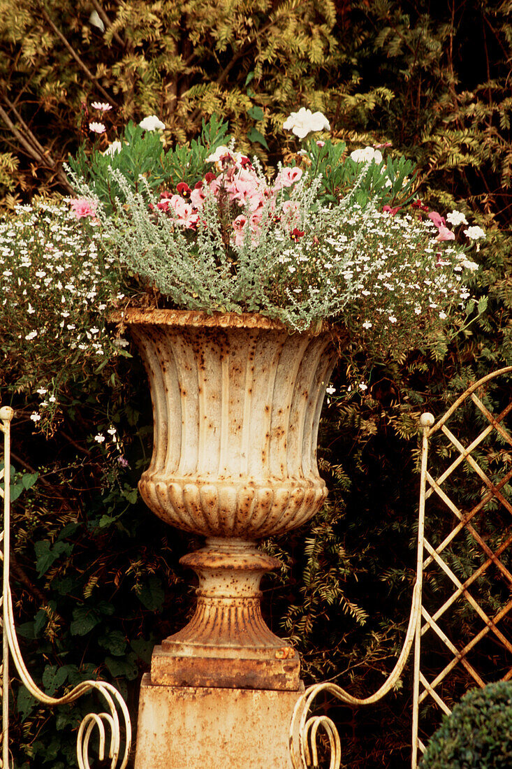 White painted rusty garden pot containing annual flowers