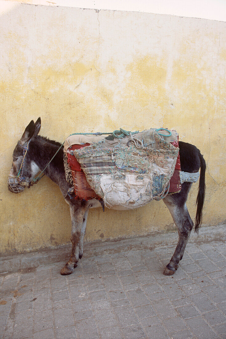 Mit Waren beladener Esel in einer Gasse in der Medina von Fez, Marokko