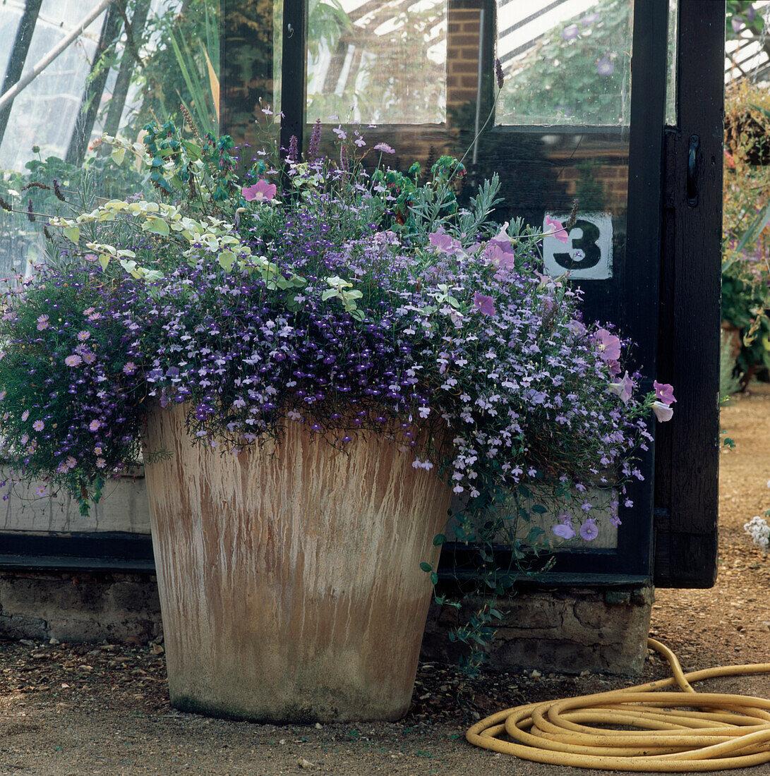 Blumentopf mit einjährigen, violett blühenden Pflanzen vor einem Gewächshaus