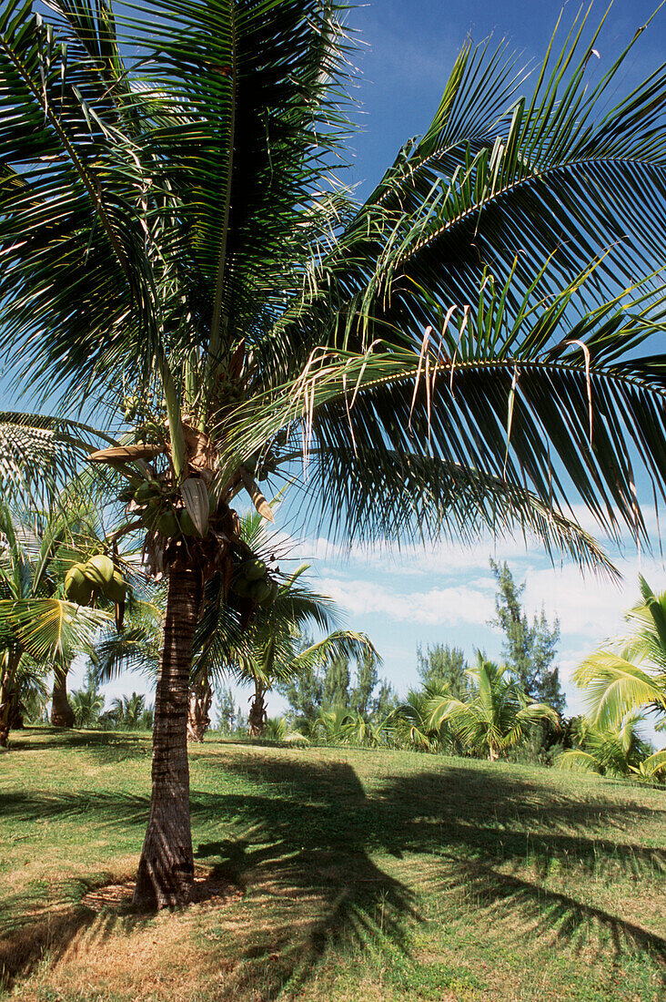 Caribbean garden with a coconut palm casting its shadow on the grass