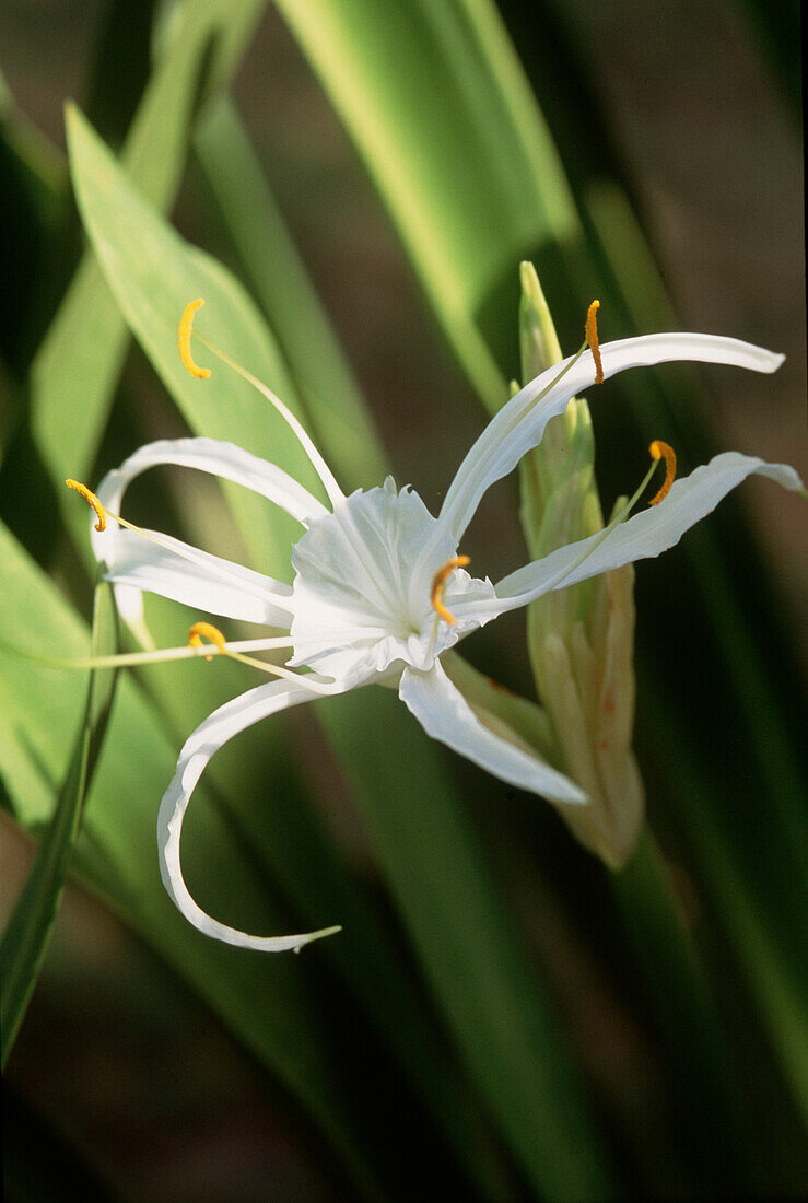 Zarte weiße Blüten der Spinnenlilie in einem karibischen Garten